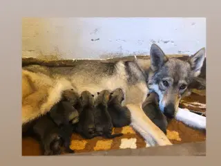 Tjekkoslovakisk ulvehund/saarloos ulvehund hvalpe 