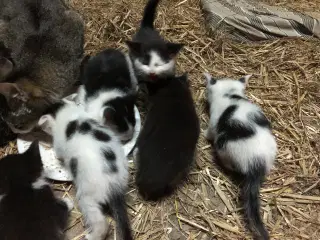 Katte killinger 10 uger