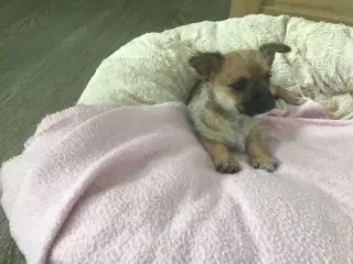 Chihuahua blanding 