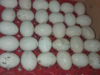 Ayam Cemani æg