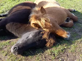 2 dejlige shetlænder føl