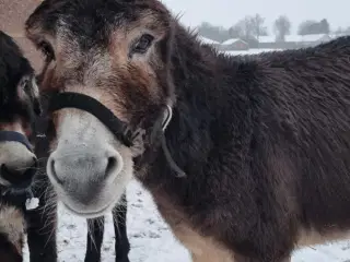 Skøn æsel hingst