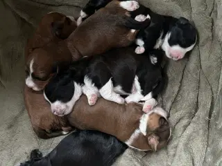 Bichon Havanais hvalpe