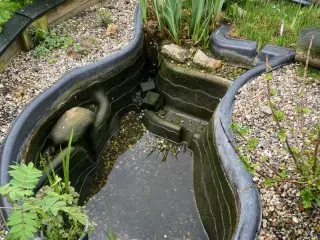 Vandplanter