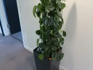 Plante i krukke