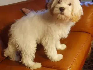 Hjælp Tove med et nyt hjem