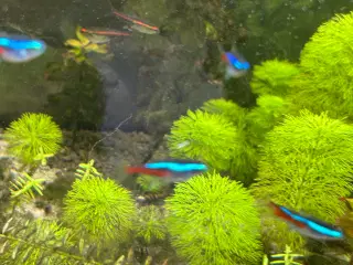 🐟 Neonfisk sælges – god stimepris | Viby J
