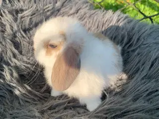 🩷Hun Mini lop baby 
