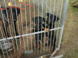 3 friske teorister, søger nye hjem. 