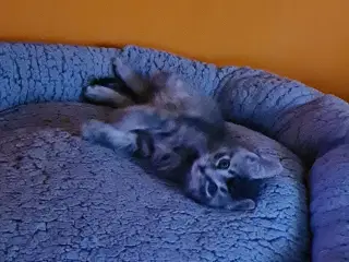 Kattekillinger 