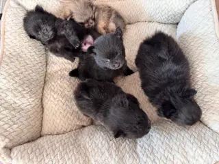 Pomchi hvalpe 