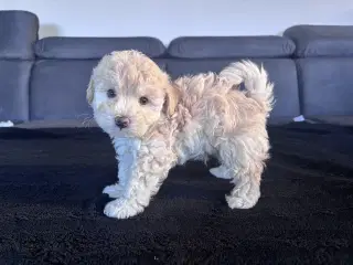 Maltipoo Puddel Maltese