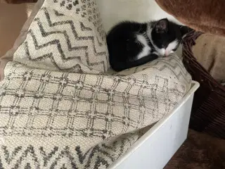 kattekillinger