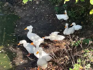 Kejserænder