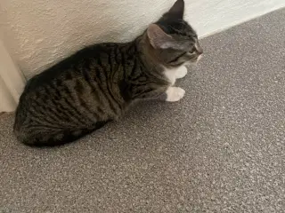 Kattekilling hun 5 måneder