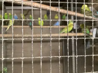 Undulater flere farver 