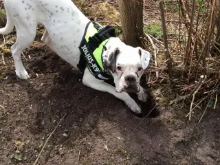 Boxer Hanhund søges til parring