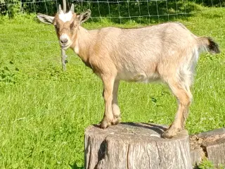 Dværggeder 