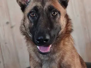 Tæve Belgisk Malinois / Schæferhund 