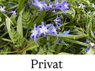 Privat socialrådgivning 