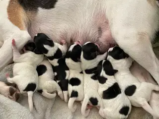 Dansksvensk Gårdhunde hvalpe