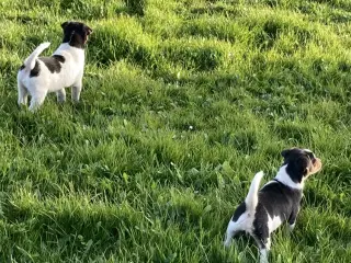 1 stk dejlig hanhund og 1 tæve