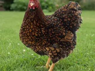 rugeæg fra store guldrandet wyandotter