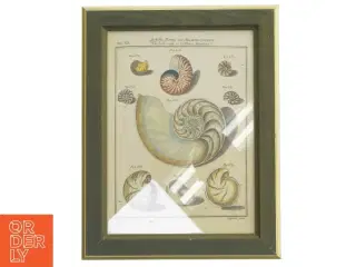 Ramme med musling illustration fra IKEA (str. 30x23,5 cm)