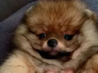 Pomeranian dreng 