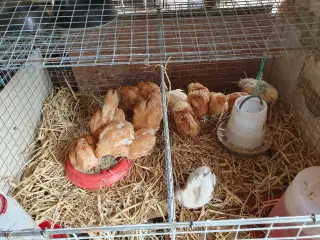 Kyllinger på 9 uger 