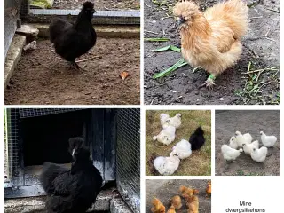Race- og farverene dværg silkehøns