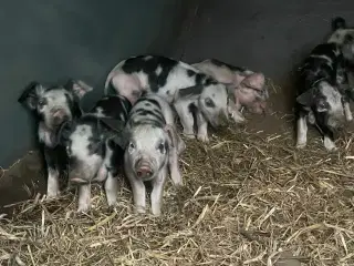 Sortbroget dansk landrace - smågrise