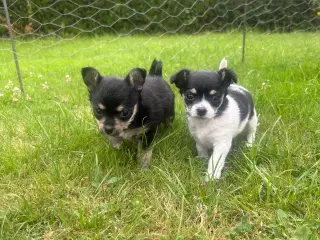 Chihuahua/yorkshire terrier