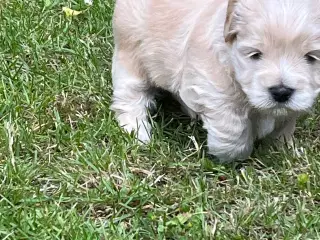 Bichon Havanaiser 