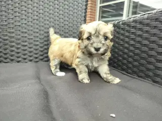 Maltipoo hvalpe 
