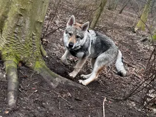 tjekkoslovakisk ulvehund timberdog/tamaskan