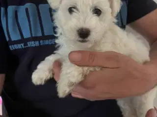 Malteser/ Bichon hvalpe 