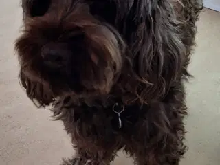 Cockapoo parring tilbydes