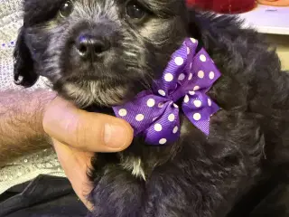 Rejseklar Shihpoo .Sidste hvalpe til salg