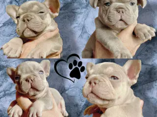 Fransk bulldog hvalpe m stamtavle fra Avlsgodkende