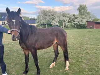 Ung pony klar til arbejde 