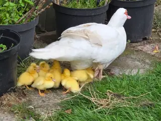 Moskus and med ællinger