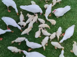 Hvid løbe and