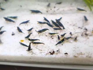 Rejer Green jade neocaridina 
