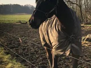 Lækker turhest til rutineret 