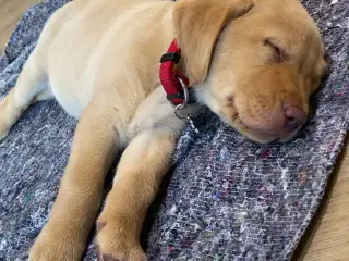 Labrador hvalp HASTER
