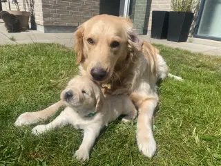 Golden retriever hvalp 