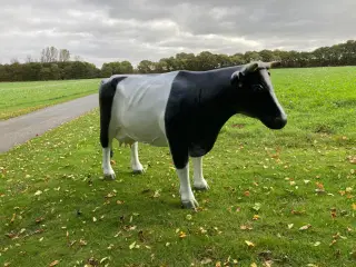 Holstein ko