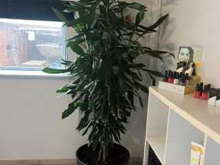 Stor flot stue plante mål H 2,35.