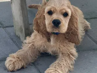 Rejseklar 🧳 Skønne Amerikanske Cockerspaniel 